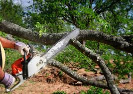 Best Arborist Consultation Services  in Lacoste, TX