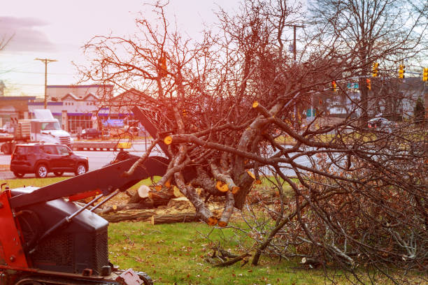 Tree and Shrub Care in Lacoste, TX