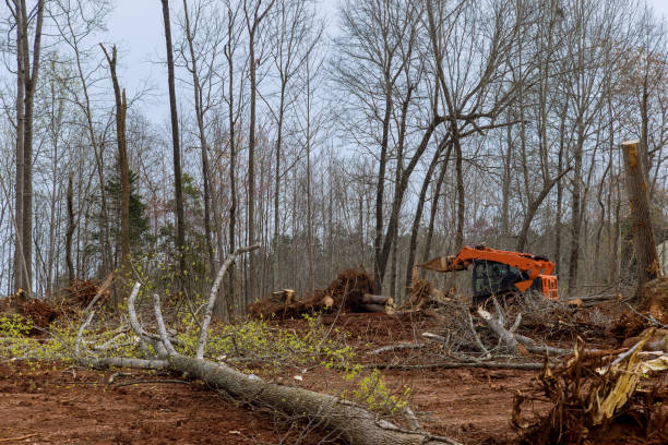  Lacoste, TX Tree Removal Services Pros