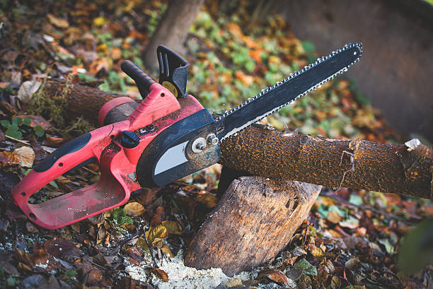 How Our Tree Care Process Works  in  Lacoste, TX